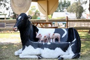 With an oink oink here …