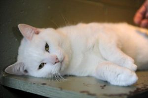Purrfect pets in need of a home