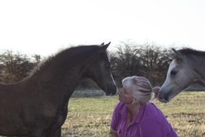 Pony proves top Welsh stock