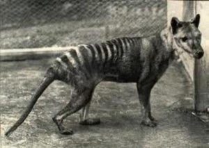 Tiger may still be on the prowl