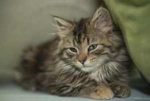 Second life for cats