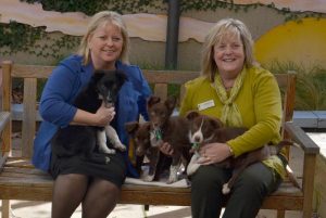 Puppy farmer handed 10-year ban