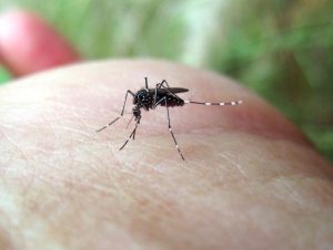 Buddies hit mozzies