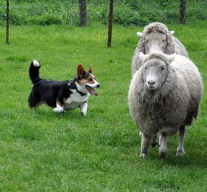 Pooches put through their paces