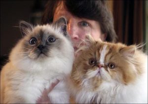 Feeling for felines