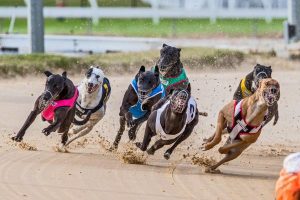 Racing dogs a drawcard