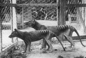 Mystery of animal’s fate comes to life