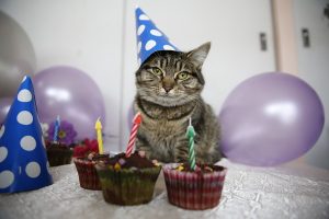 The cat in a hat