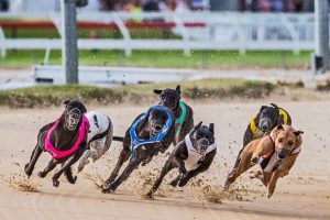 Trainer banned over live baiting