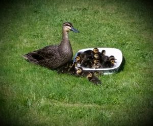 Street welcomes new family