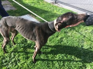 Greyhounds surrendered after raids