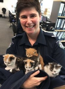 Kittens left clinging to long arm of the law