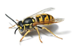 Legal sting in DIY wasp bait advice