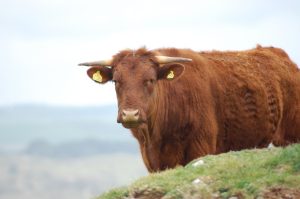 Man in serious condition after run-in with bulls