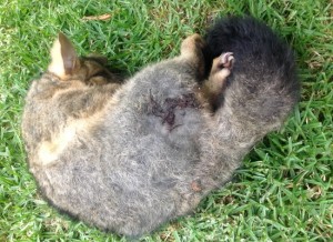 Family shocked by animal cruelty