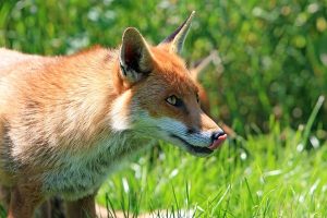 Baits to outfox pest