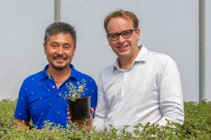 High yield of herbs