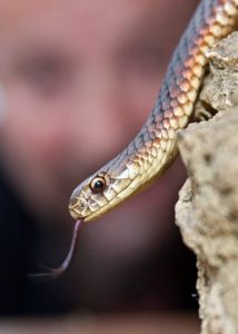 Friendly snakes in the mix