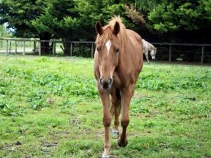 Owner pleads for help with missing horses