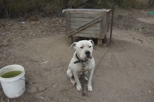Dog owner escapes conviction over mistreatment