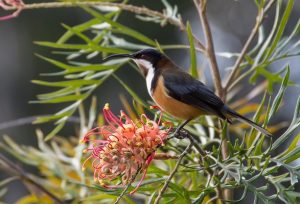 Growing interest in native rescue