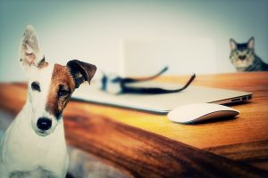 Have your say for pet plan
