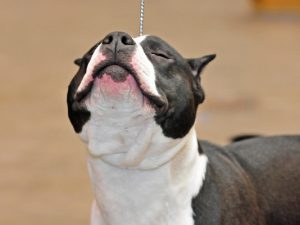 Dog to be put down after mauling child