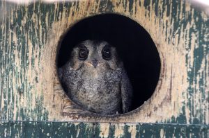 Owls at home
