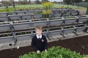 School Foodwall set for big harvest