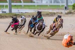 Greyhound sector bracing for influx from NSW racing ban