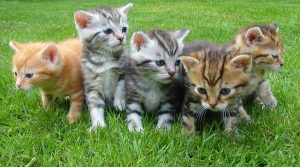 Lost Dogs Home hosts cat day