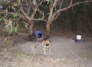 Council raid seizes dogs