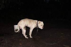 Story behind the dogs