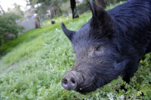 That’s some pig