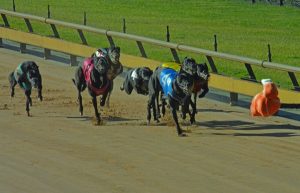 New lures for greyhounds