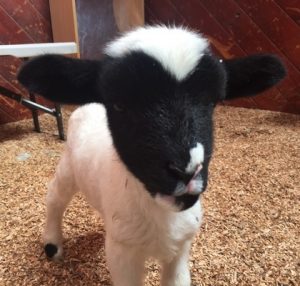 Miracle of the lamb