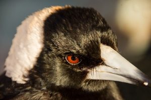 Beaked bandit draws first blood