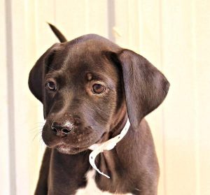 Pets a sad casualty of breakups and breakdowns