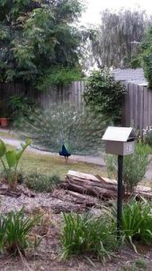 Lovelorn peacock to be moved on