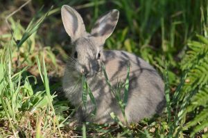 Super-bug has rabbits in its sights