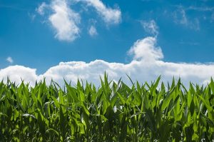 Church’s ‘bells and whistles threaten green wedge’