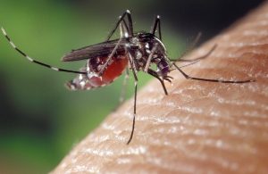 Ross River Virus hits