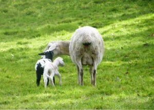 Family desperate for return of lost lambs