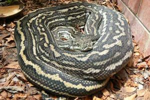 Police draw the line at problem python