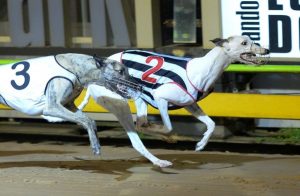 Greyhound racing industry generates millions