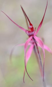 Fragile orchid’s revival