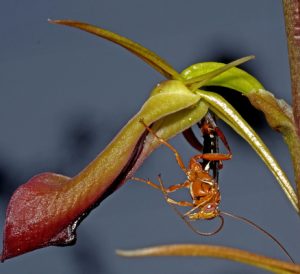 Inside the orchid