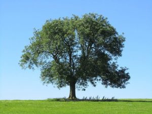 Thousands take to tree planting