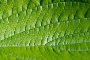 Casey goes greener