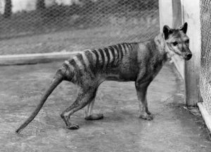 Tiger burning bright again
